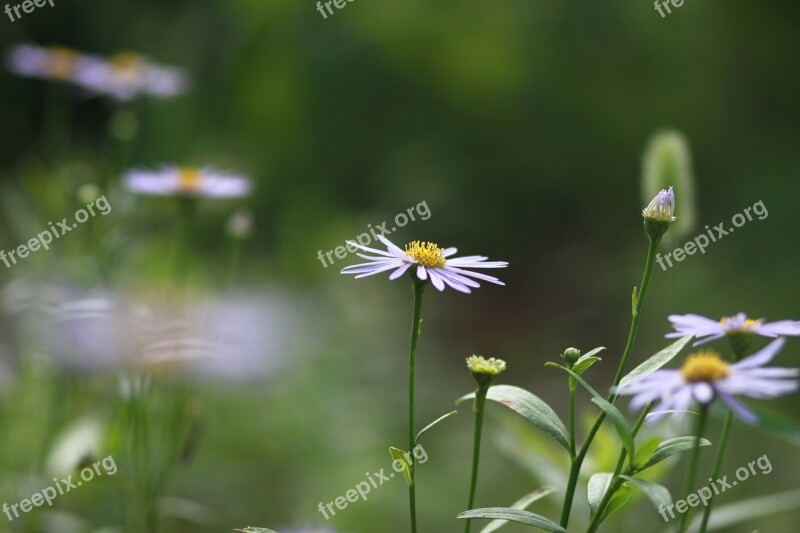 Flowers Plants Nature Wildflower Behold