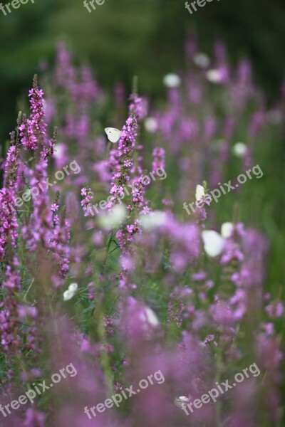 Flowers Plants Nature Wildflower Behold