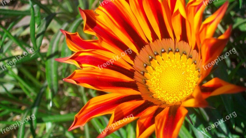 Flower Flower Closeup Sunflower Nepal Free Photos