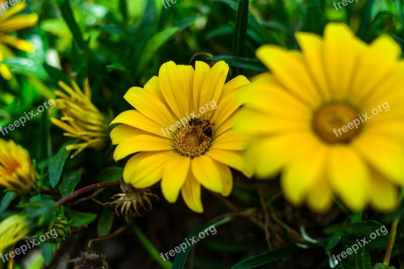 Linda Flower Yellow Flower Petal Petals Yellow Daisy