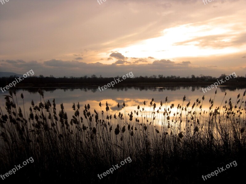 Lake Rushes Water Mirror Sunset