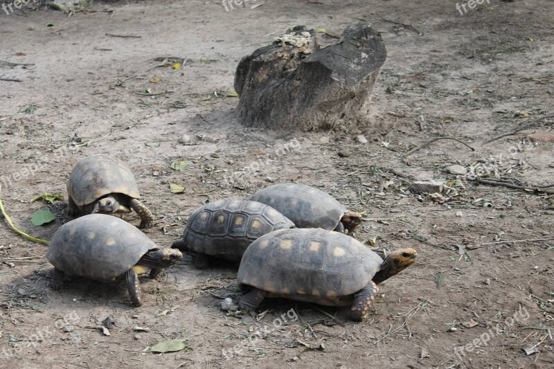 Turtles Santa Cruz De La Sierra Zoo Santa Cruz Morrocoy Free Photos