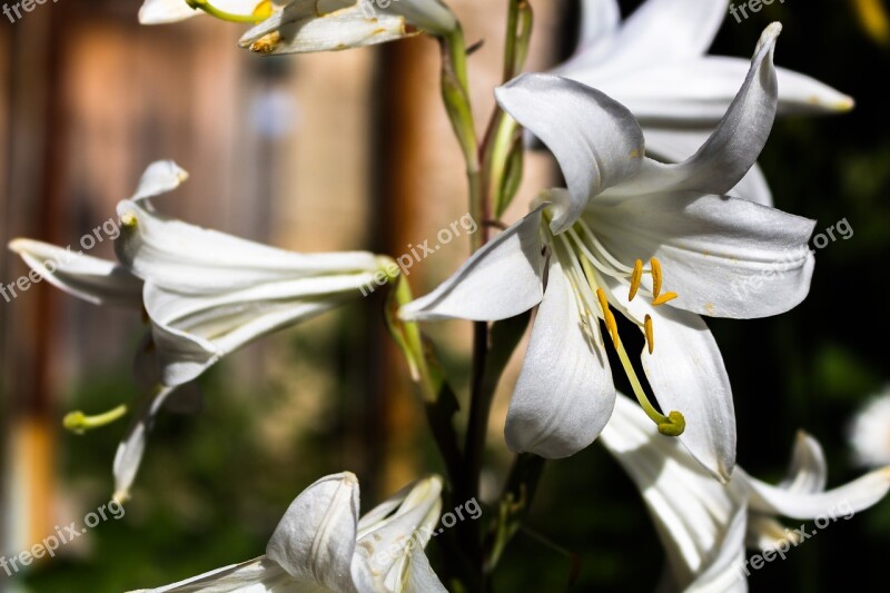 Orchid Flower Plant Spring Flowers Wildflowers