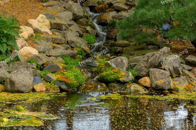 Pond Fish Water Aquatic Garden