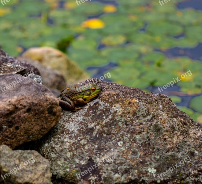 Pond Fish Water Aquatic Garden