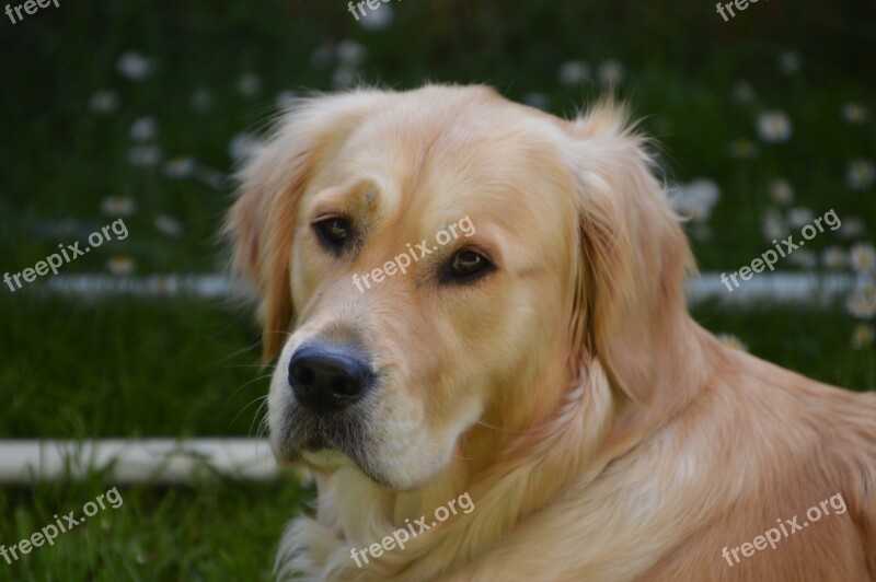 Golden Retriever Purebred Dog Young Bitch Life Companion