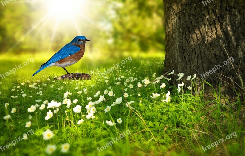 Bird Bluebird Bird Png Nature Perched