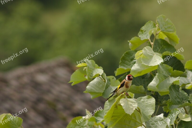 Goldfinch Birds Aveyron Nature Animals