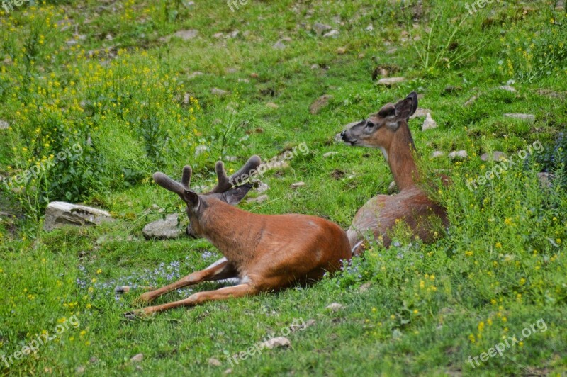 Deer White Tail Nature Wildlife Animal