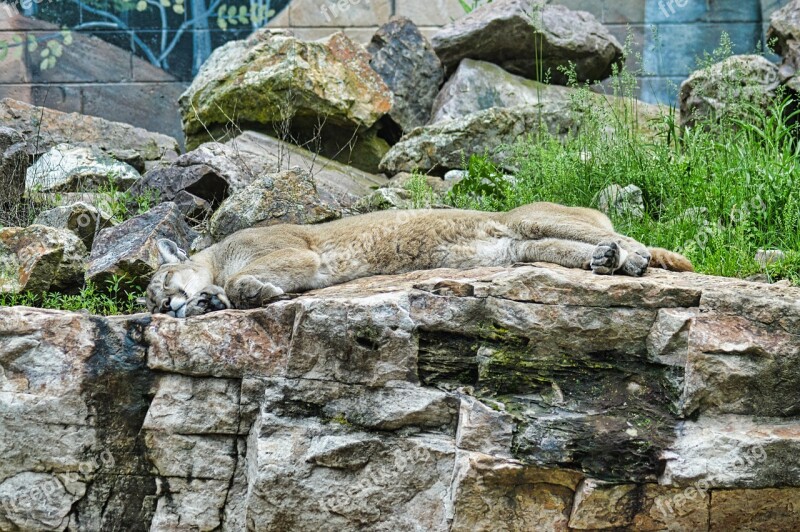 Lion Puma Wildlife Animal Nature