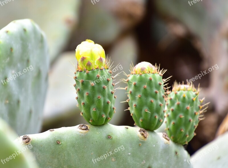 Plants Cactus Vegetable Flowering Cactus Flowering