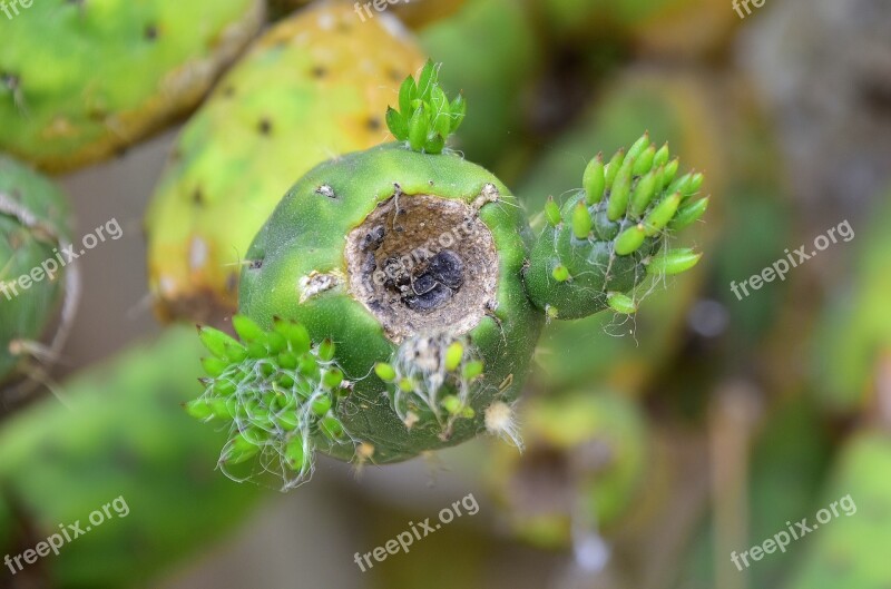 Plants Cactus Vegetable Flowering Cactus Flowering