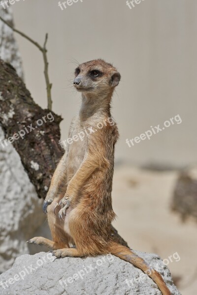 Meerkat Watch Guard Mammal Supervisor