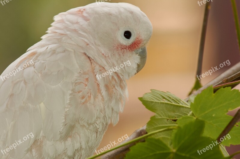 Parrot Cockatoo Bird Colorful Plumage