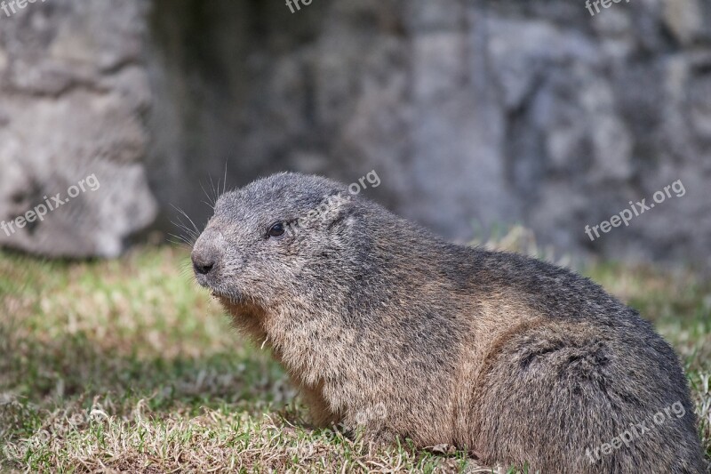 Marmot Nager Furry Rodent Cute