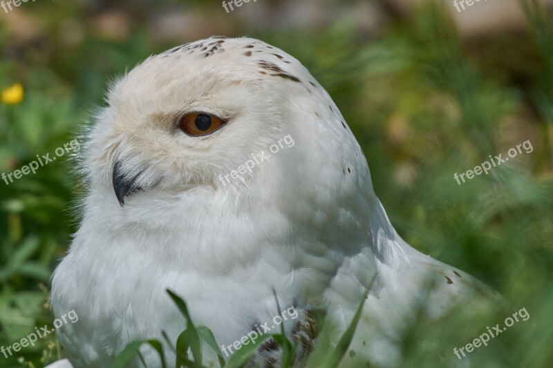 Snowy Owl White Breed Owl Feather