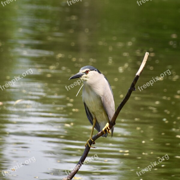 Birds Night Heron Bird Zoo Summer