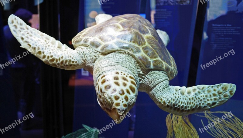 Large Sea Turtle Ozeaneum Stralsund Prepared Exhibition