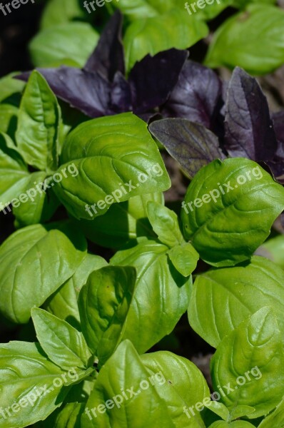 Basil Culinary Herbs Herbs Green Mediterranean