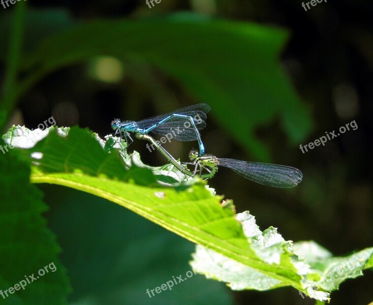 Dragonfly Mating Wildlife Nature Animal