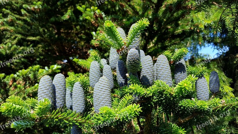 Tree Nature Pine Fir Tree Evergreen