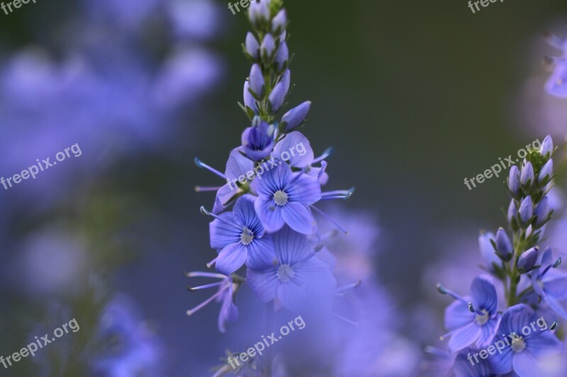 Flowers Blue Wild Flower Blue Flowers Spring