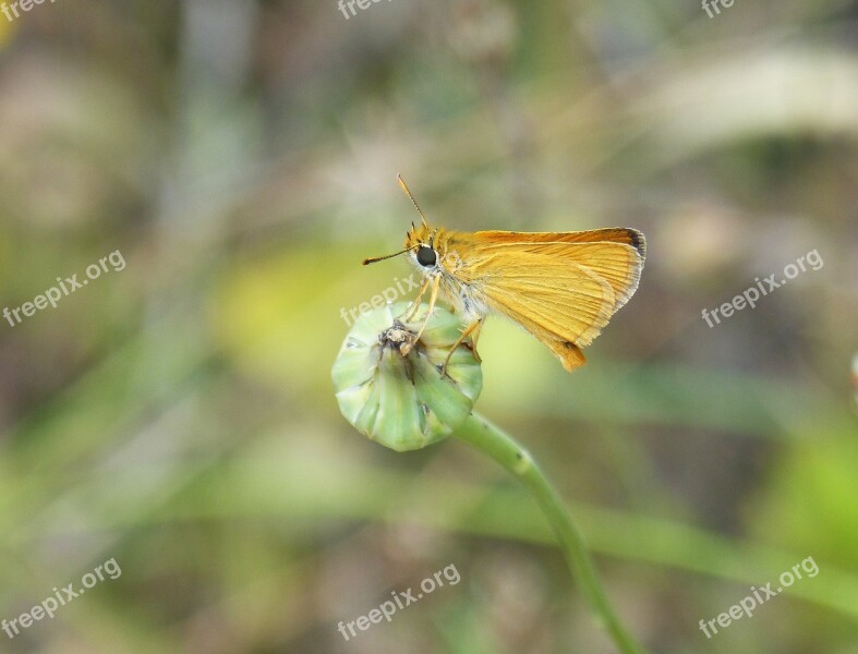 Orange Moth Butterfly Episyrphus Balteatus Cocoon Free Photos