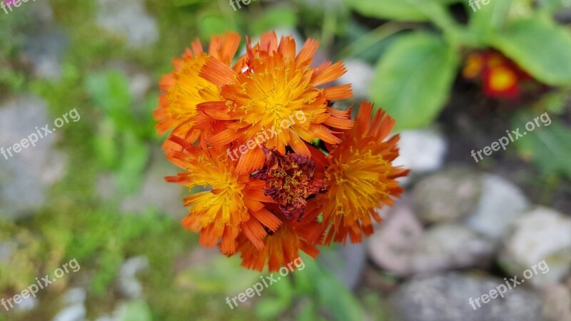 Hawkweed Flower Bloom Orange Garden Plant