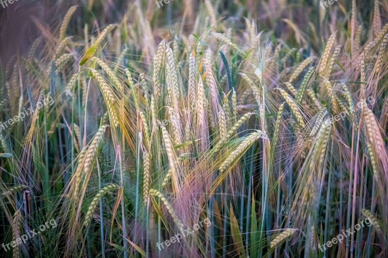 Barley Wheat Rye Meadow Field