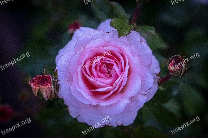 Rose Blossom Bloom Bloom Purple