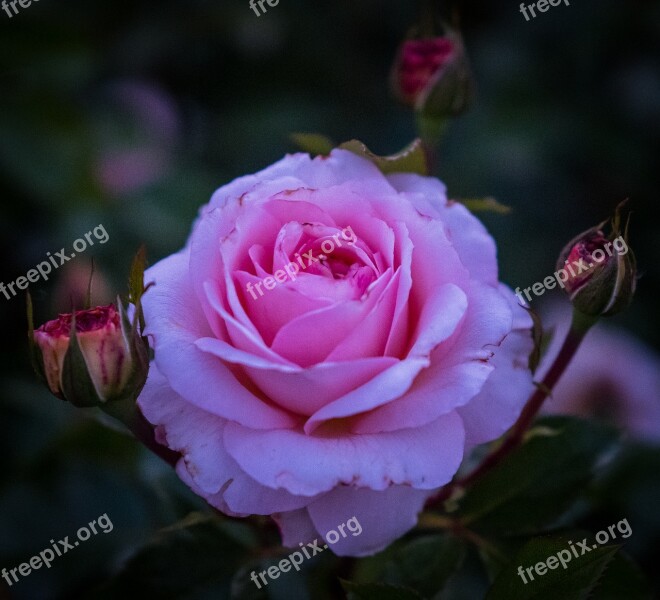 Rose Blossom Bloom Bloom Purple