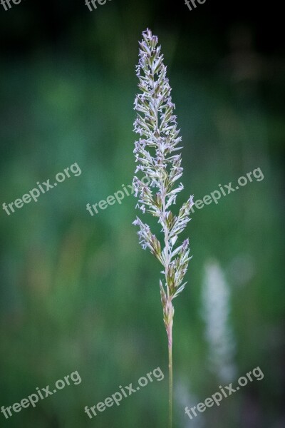 Grass Ear Plant Spring Field