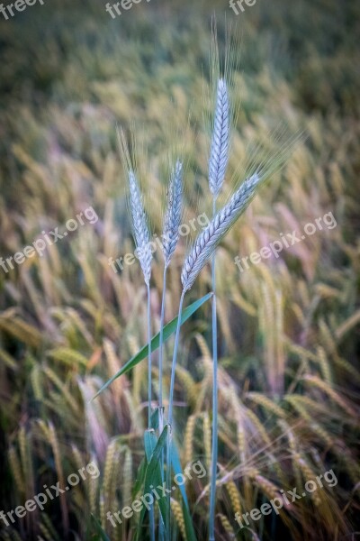 Barley Wheat Meadow Field Arable