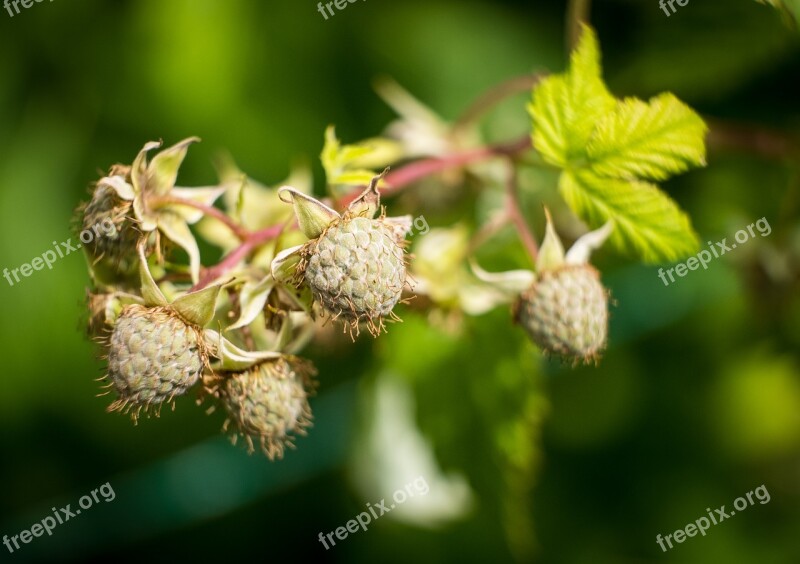 Raspberries Growth Raspberry Bud Immature Grow