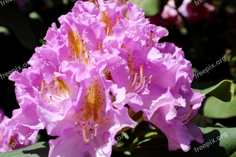 Rhododendron Blossom Bloom Spring Pink