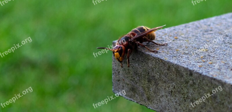 Hornet Vespa Crabro Insect Wasp Animal