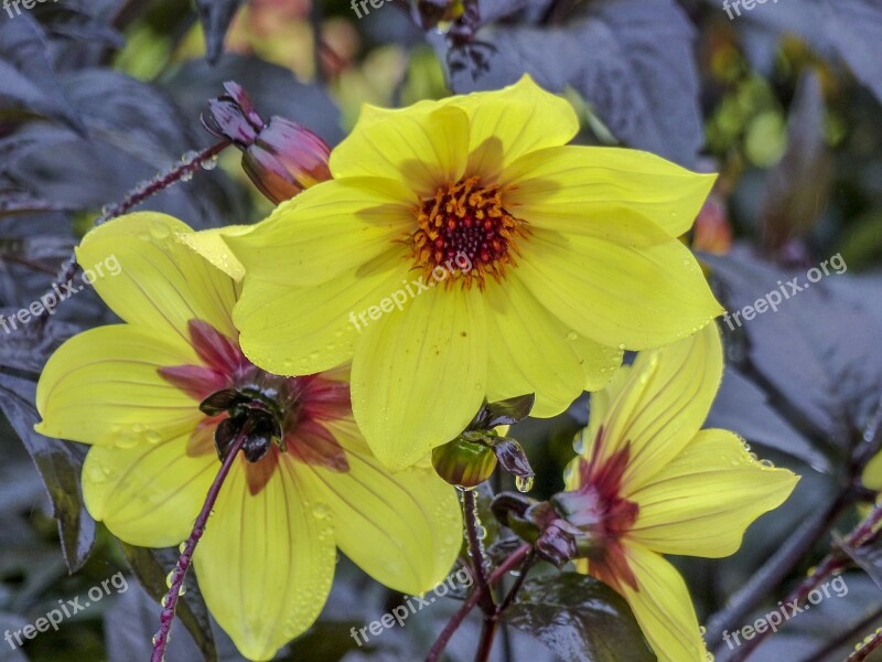 Flower Yellow Plant Nature Close Up