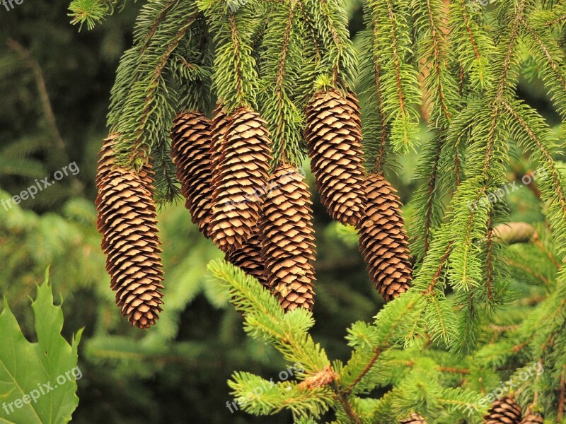 Cone Tree Needles Conifer Forest