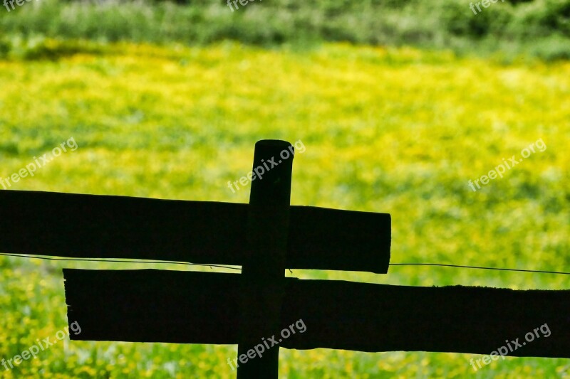 Meadow Flower Meadow Nature Spring Grass