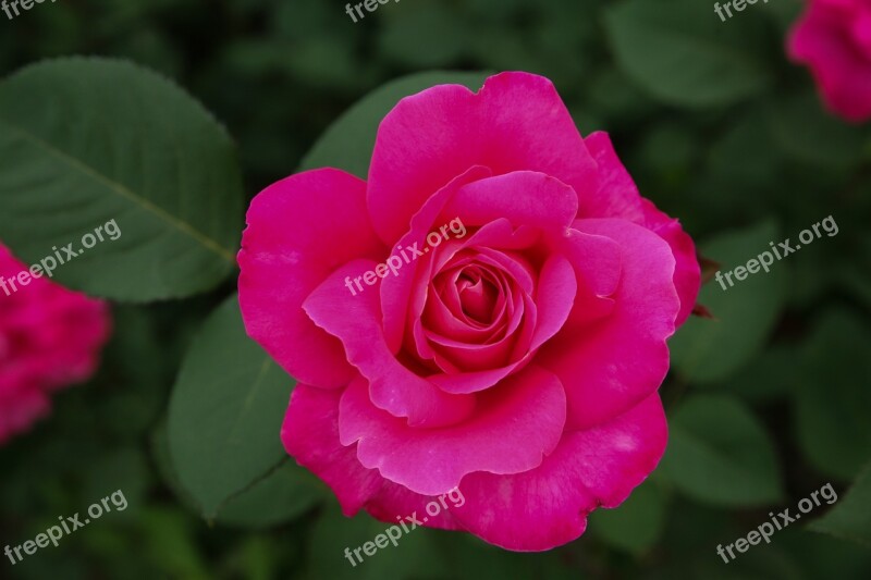 Rose Flowers Rose Garden Nature Beautiful