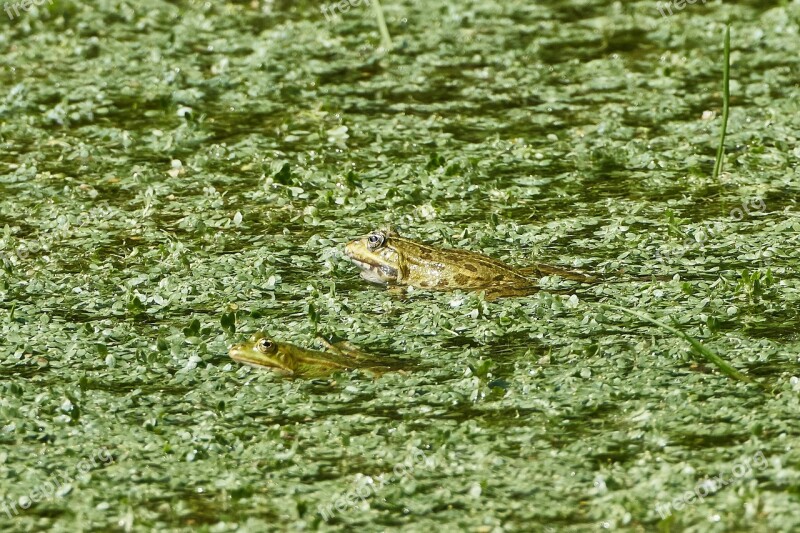 Pond Frogs Frog Nature Aquatic Animal