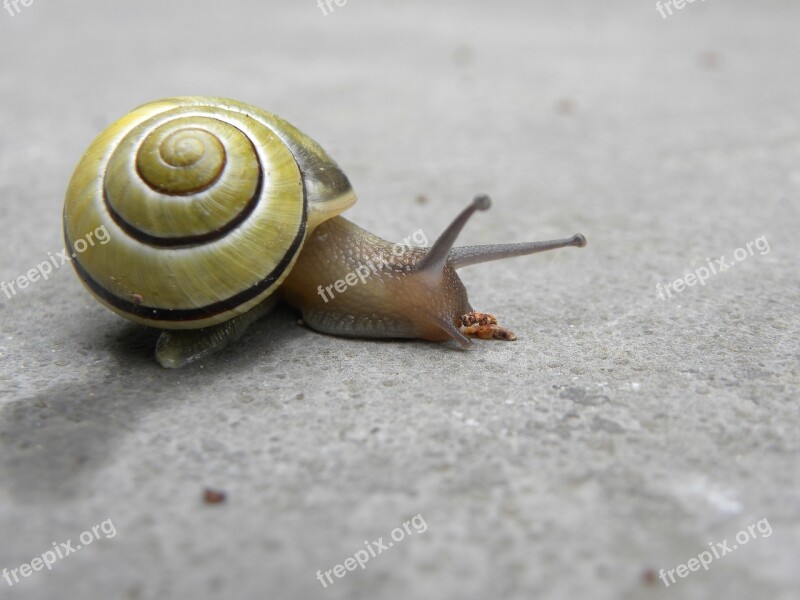 Snail Nature Mollusc Cochlea Invertebrates