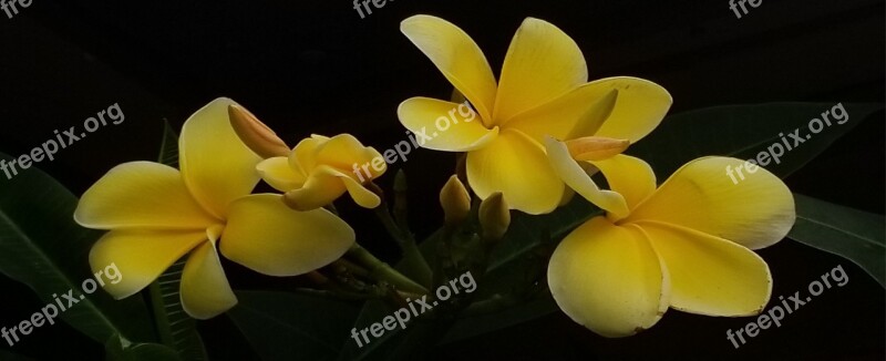 Plumeria Tropical Flowers Yellow Yellow Flowers Frangipani