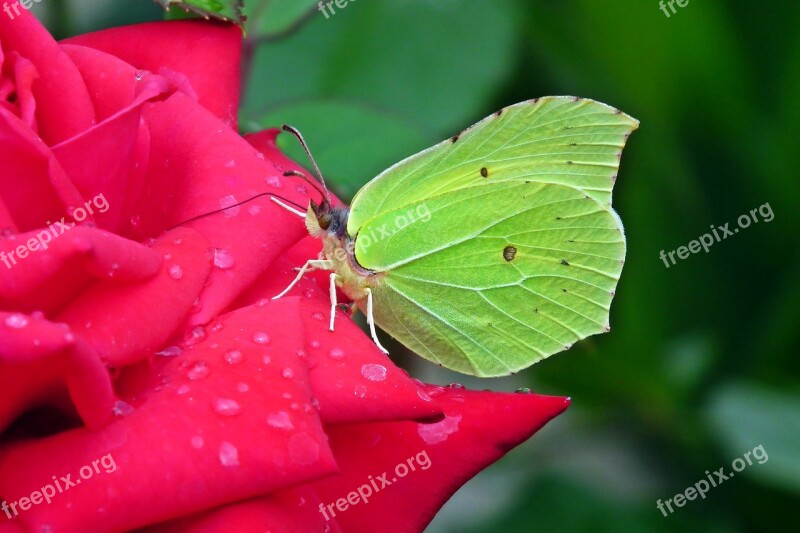 Butterfly Sulphur Butterfly Insect Flower Rose