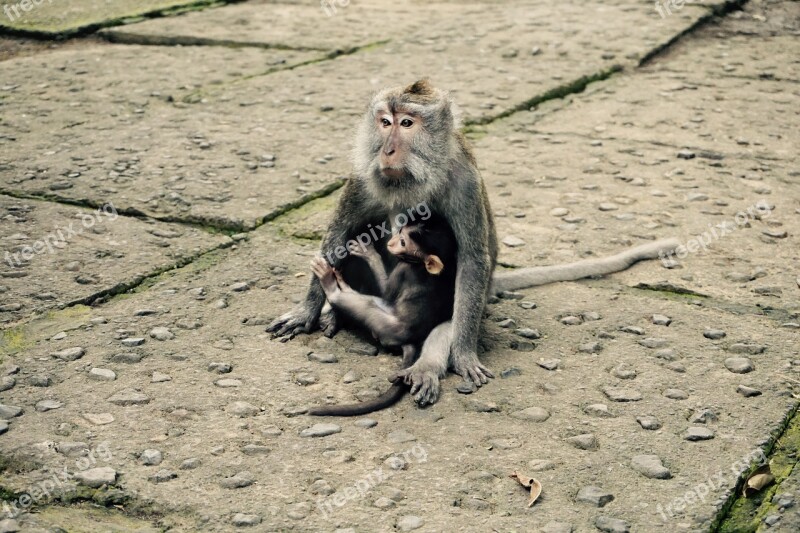 Mom Baby Animal Mother Love Monkey Love Free Photos