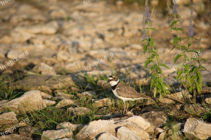 The Plovers Plover Birdie Bird Charadriiformes