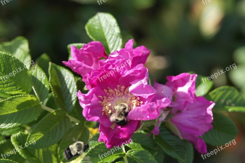 Flower Green Pink Bumblebee Bumblebees