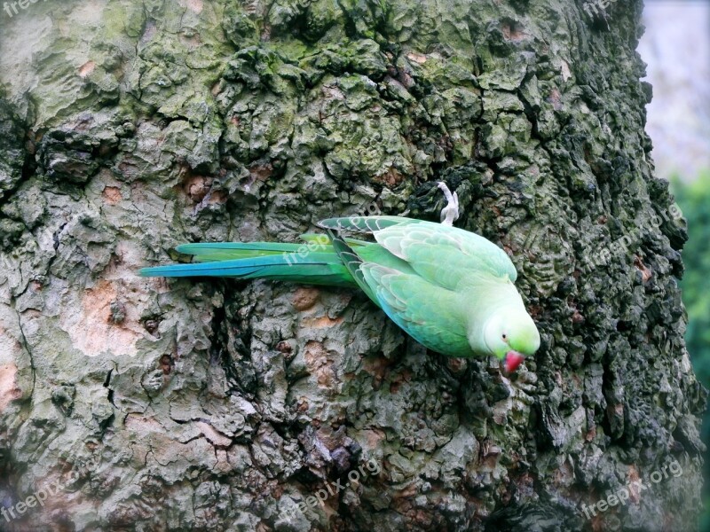 Parrot Hyde Park Green Feather