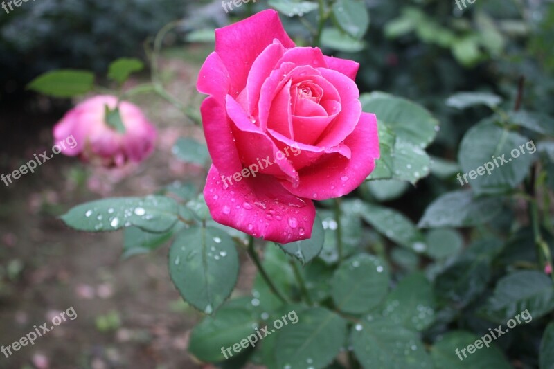 Flowers Raindrops Water Droplets Properties Garden