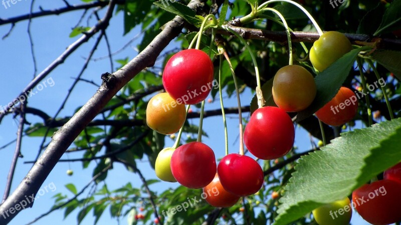 Sour Cherry Cherry Tree Mature Cherry Meggyek Fruity